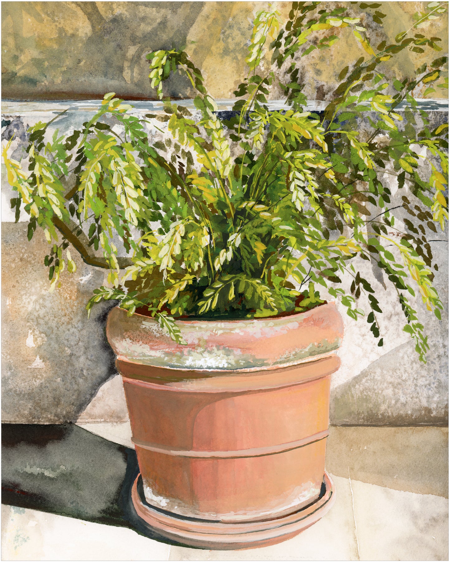 "Kefalonia Fern"