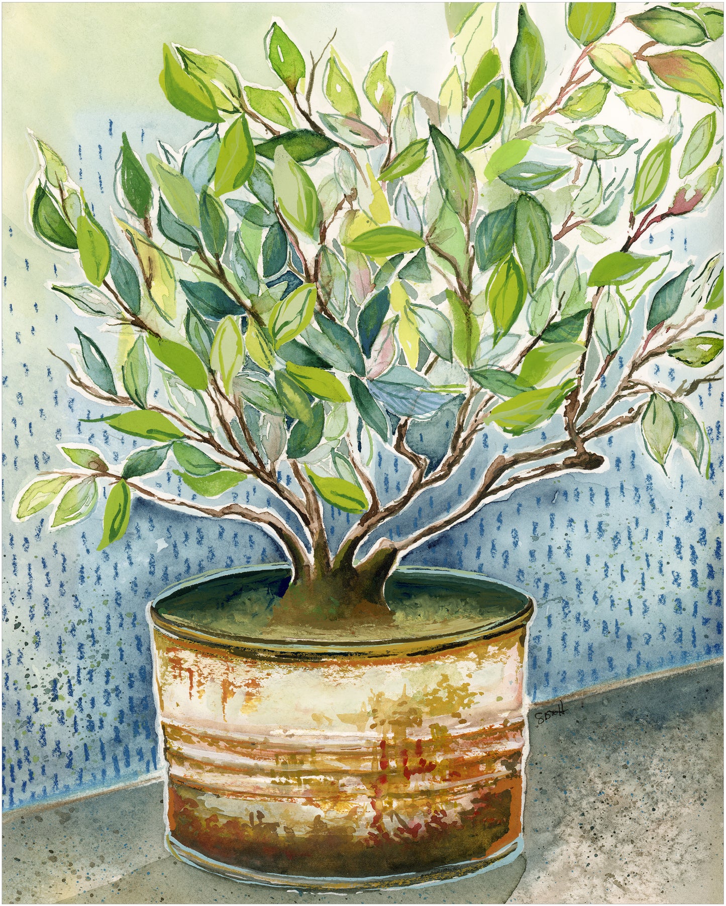 "Zim Ficus"